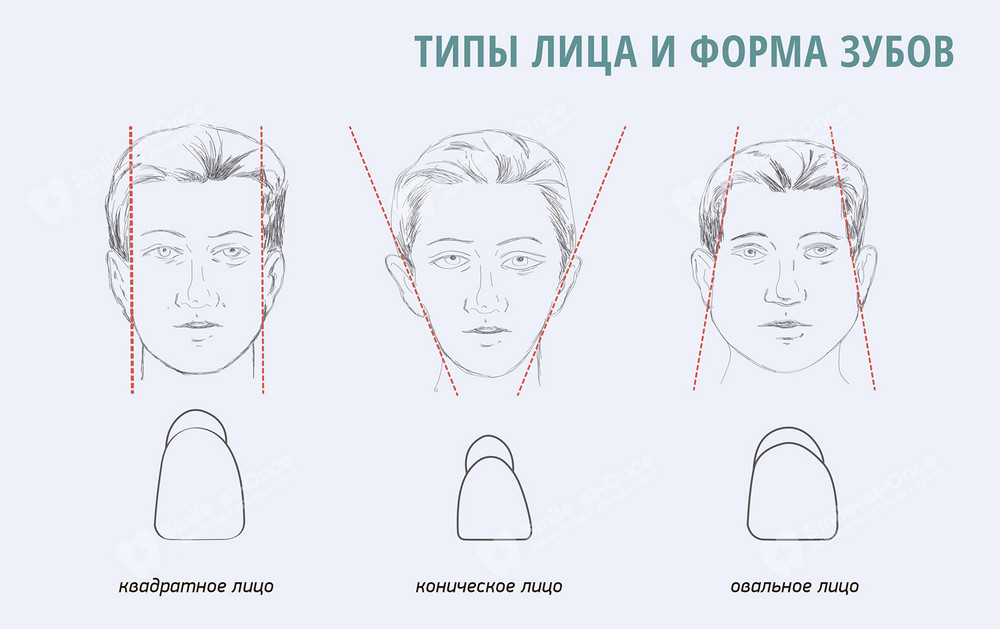 Типы лица и форма зубов
